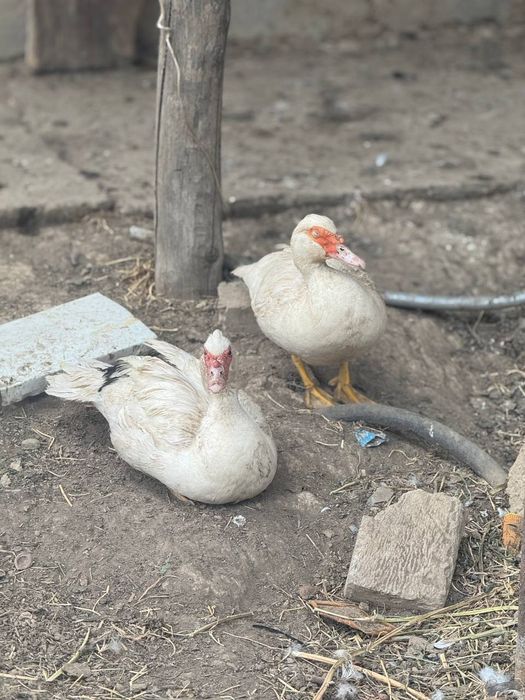 Индуткалар сотилади