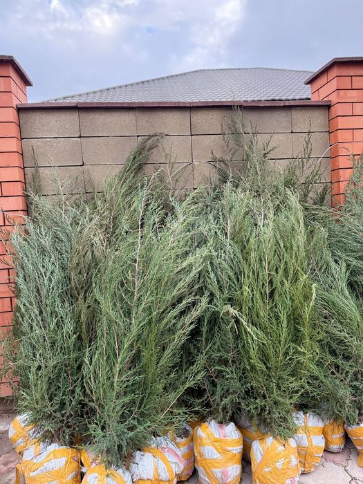 Туя ,можжевельник , сосна,тополь