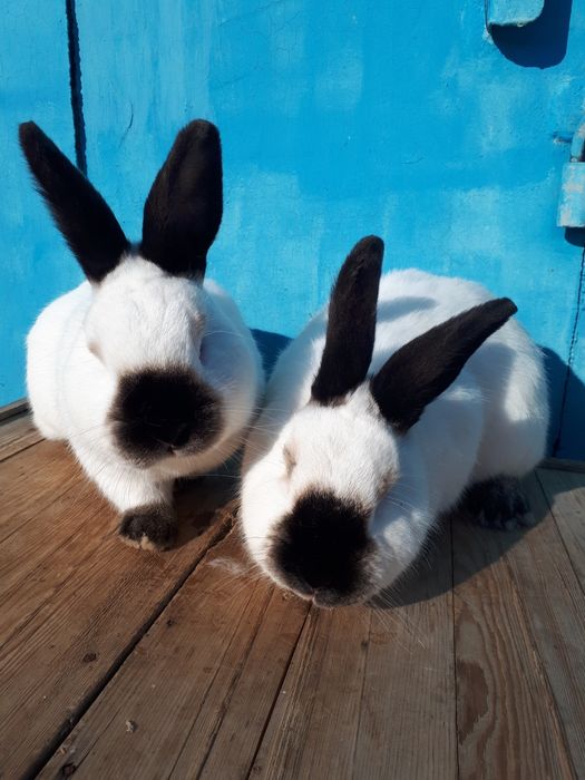 Продам кроликов не дорого.