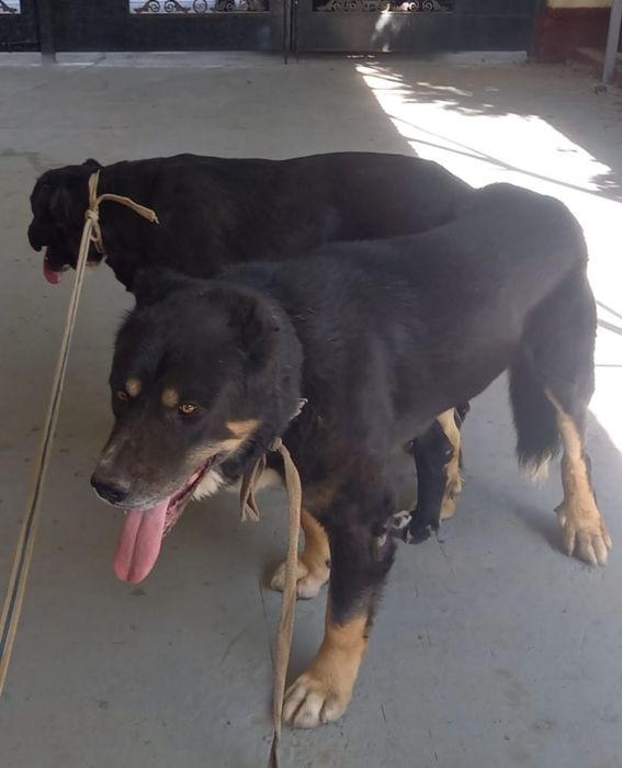 3жасар каншык тобет сатылады.