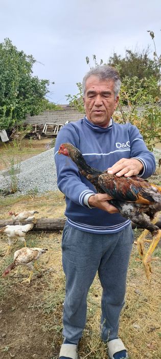 Продаются бойцовые жужики