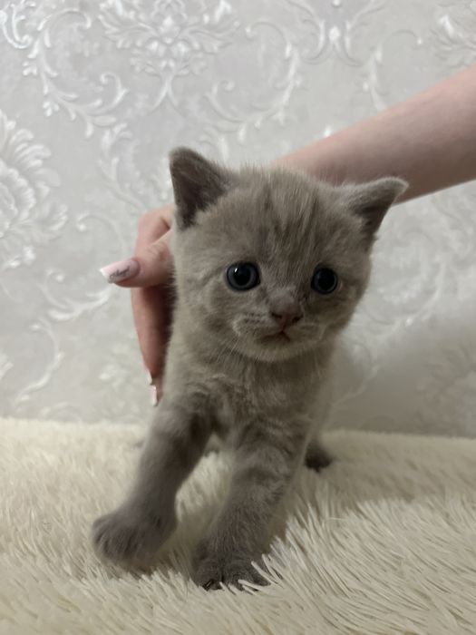 Котят Британские