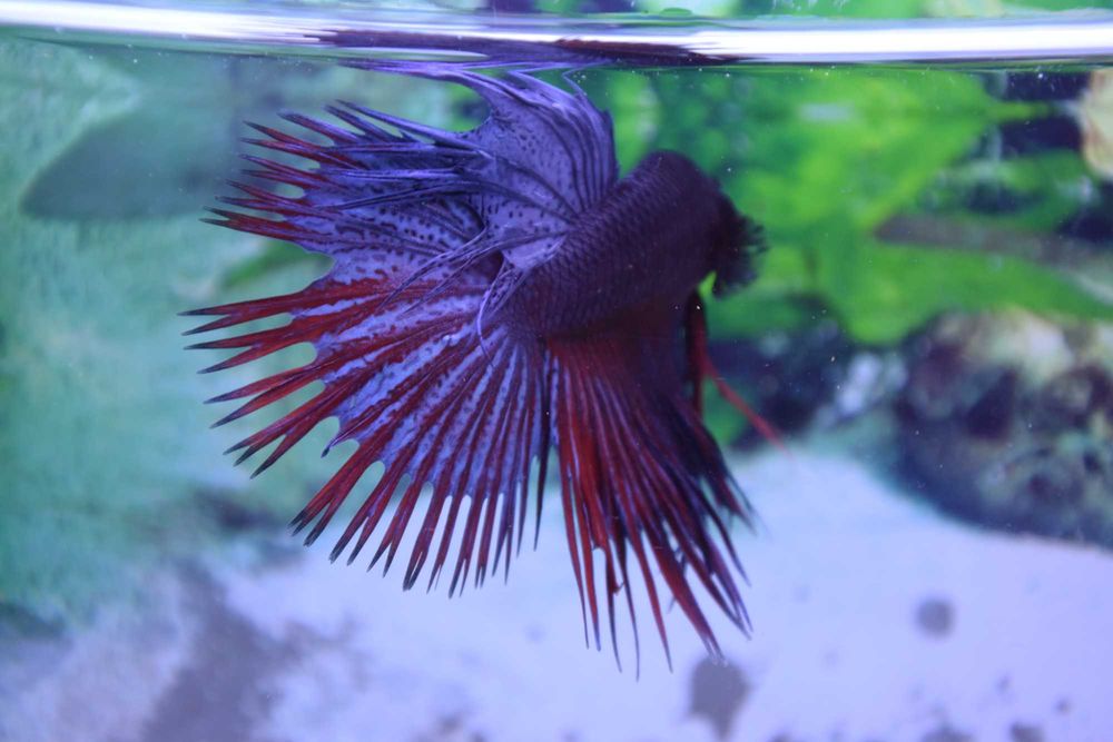 Pesti Betta Splendens Halfmoon Combtail Masculi Femele Acvariu