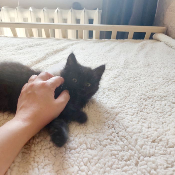 Милые котята ищут дом.