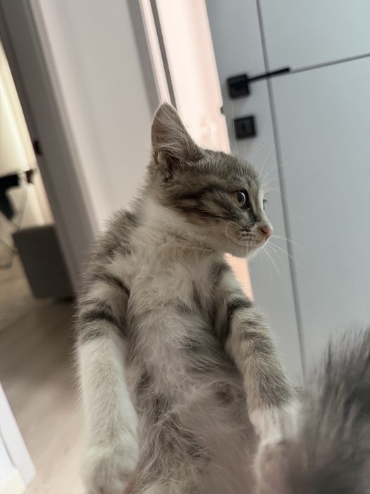 Котенок в хорошие руки