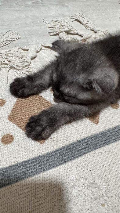 Скотиш фолд мальчики