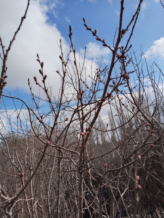 Садовник Богбон. Дезинфекция против тли оброботка ширага карши дорилаш