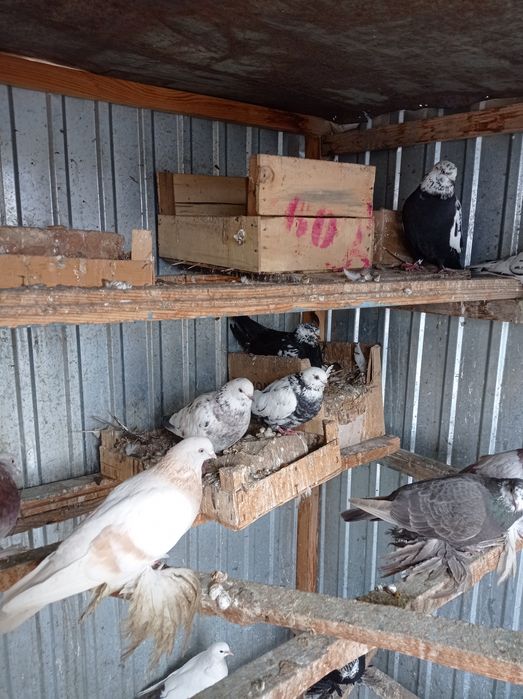 Голуби разные 1500