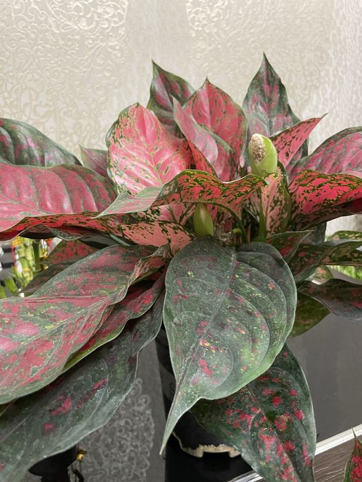 Комнатные растения Аглаонема