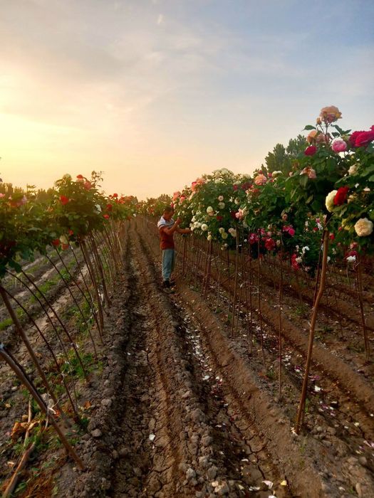 атиргул ва штаповийлар гулам бор