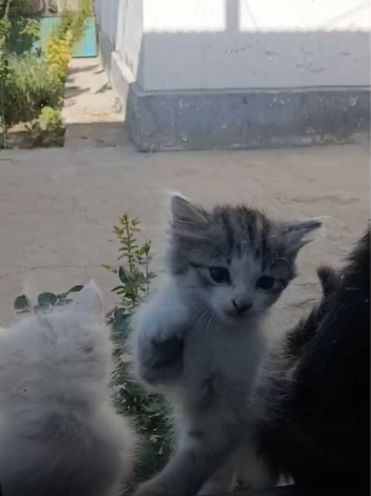 Котята даром  Мерке