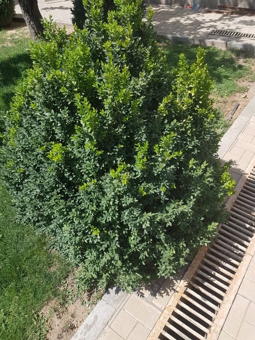 ШАМШОД Сотилади..