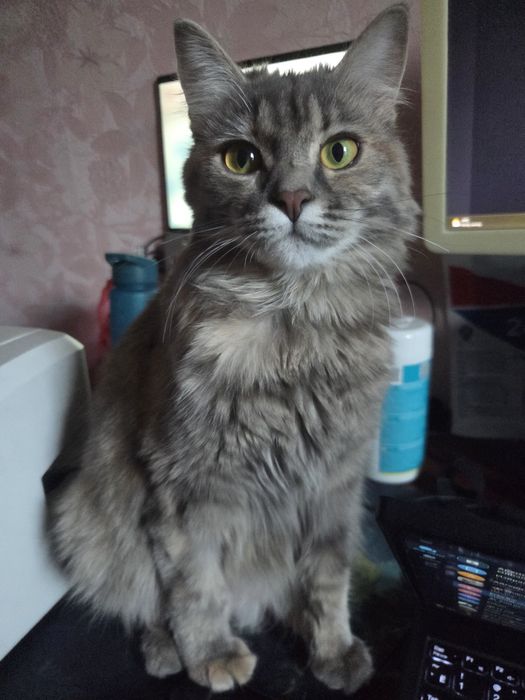 Котенок, митис сибирской, 8 мес