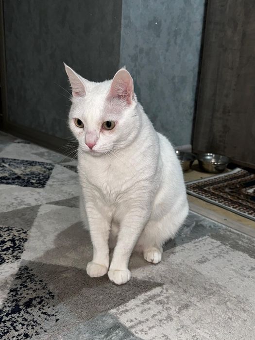 Кот, кошка, мысық