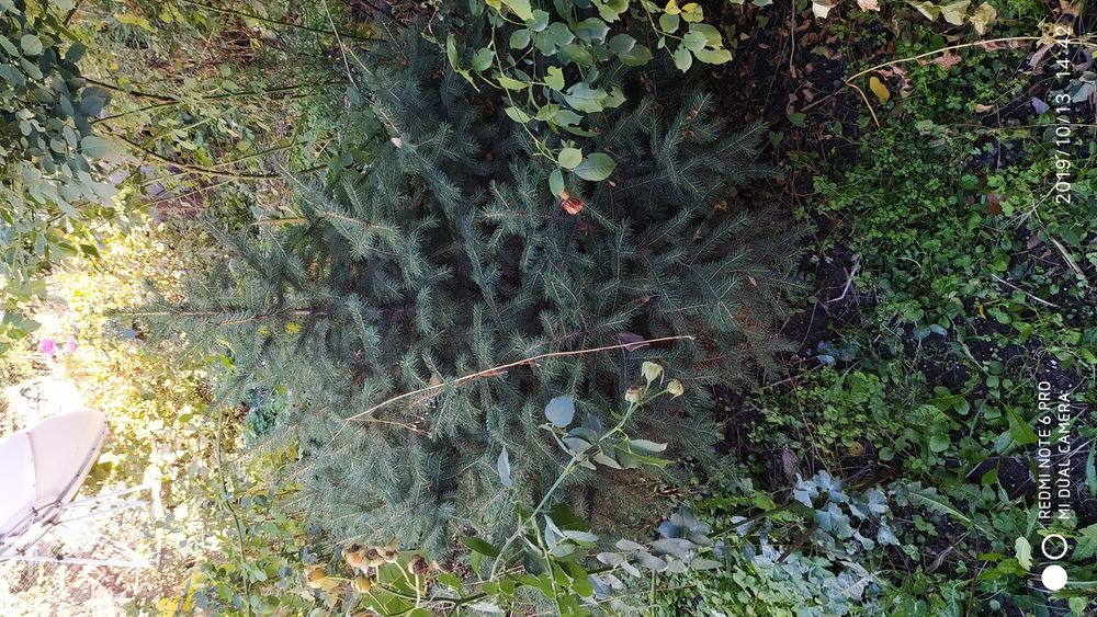 Ёлки ёлки ёлки ёлки