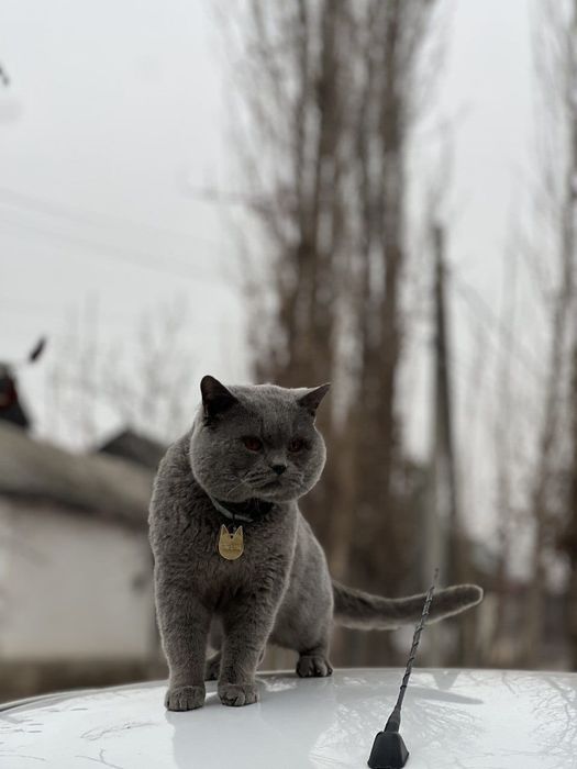 Вязкага гигант БРИТАНСКИЙ