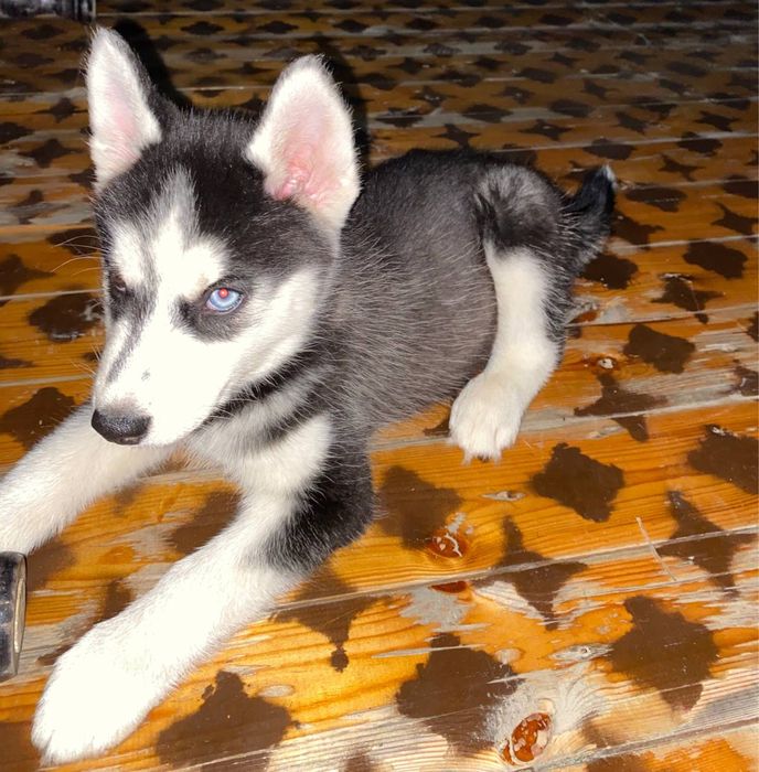 Хаски, 1 йиллик, нархи 500$