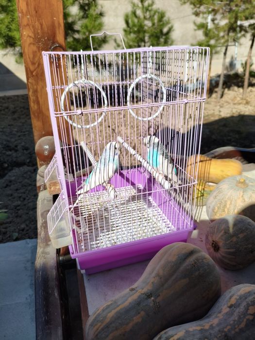 Попугаев в комплекте