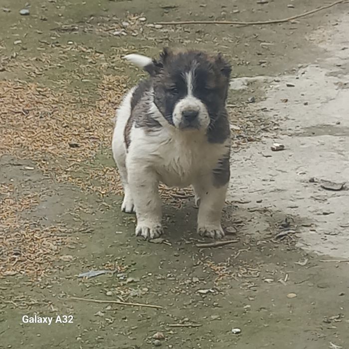 Алабай боласи сотилади