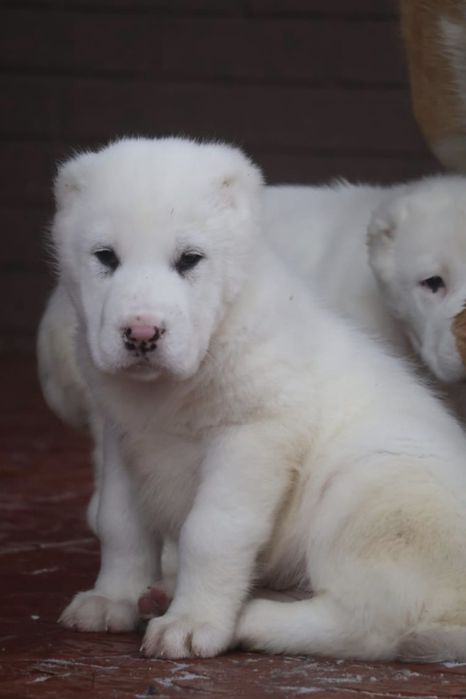 Питомник предлагает щенков Алабая