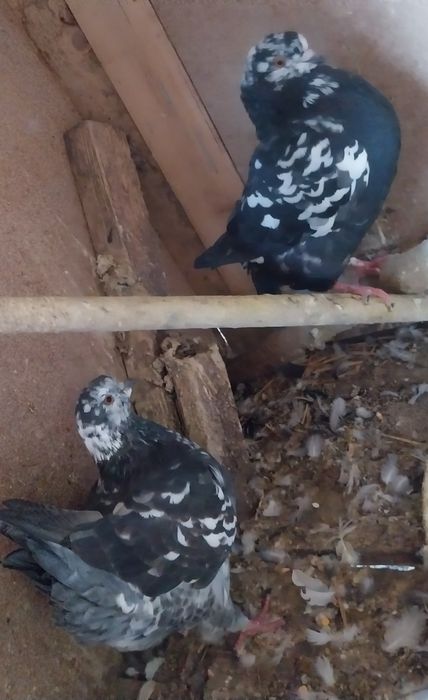 King Porumbei - 100 lei