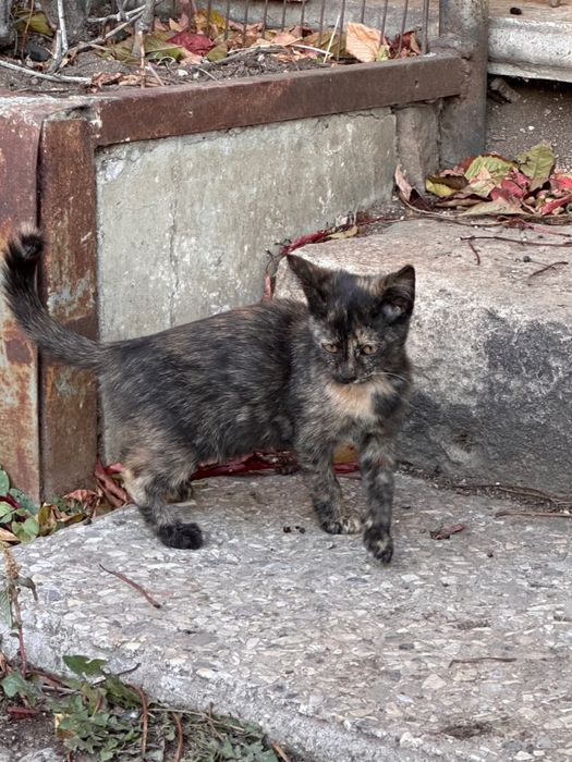 Котята в ДОБРЫЕ руки!