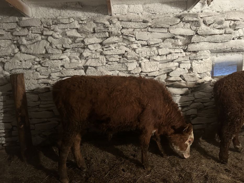 Продам бычков откорм