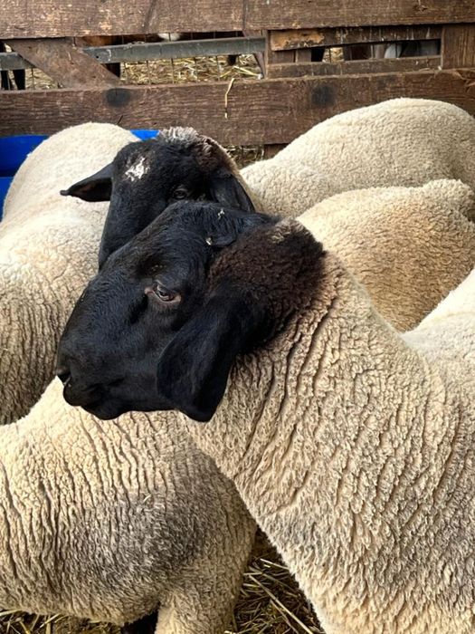 Oi, Miei si Berbeci Suffolk