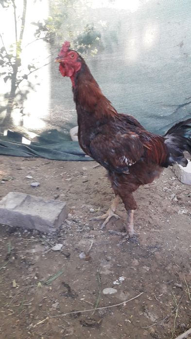 Хуроз товуклар сотилади