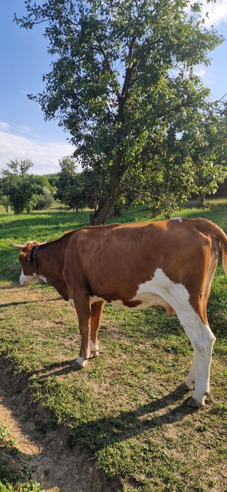 Vacă in vârstă de 4 ani