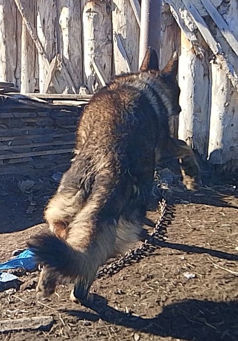 Немецкая овчарка