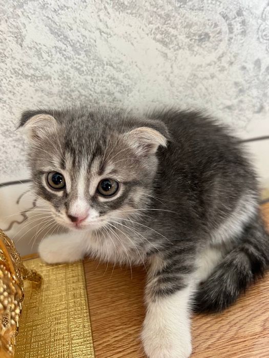 Шотландская вислоухая кошка