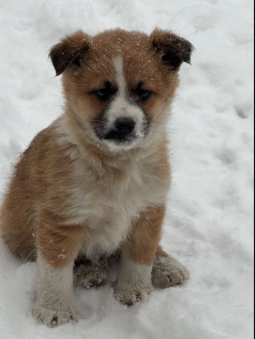 Дарю щенка Пришахтинск