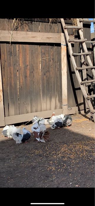 vand porumbei voltati