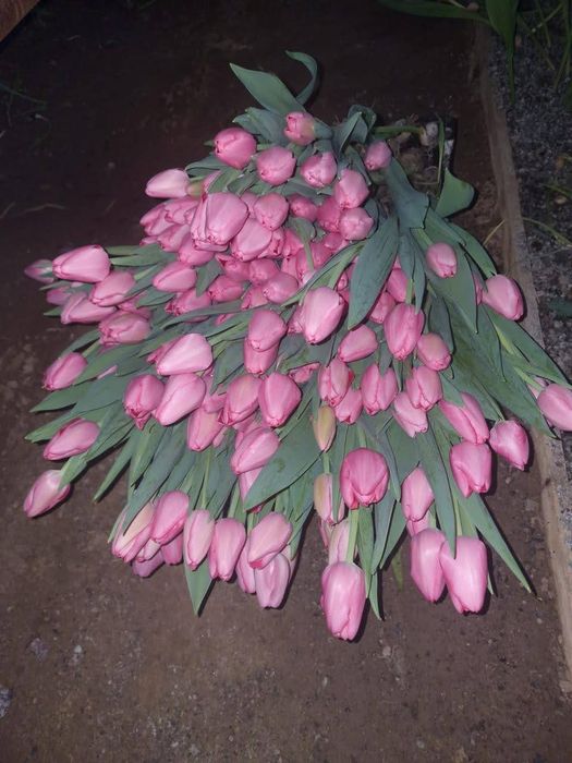 Тюльпаны крупные отборные