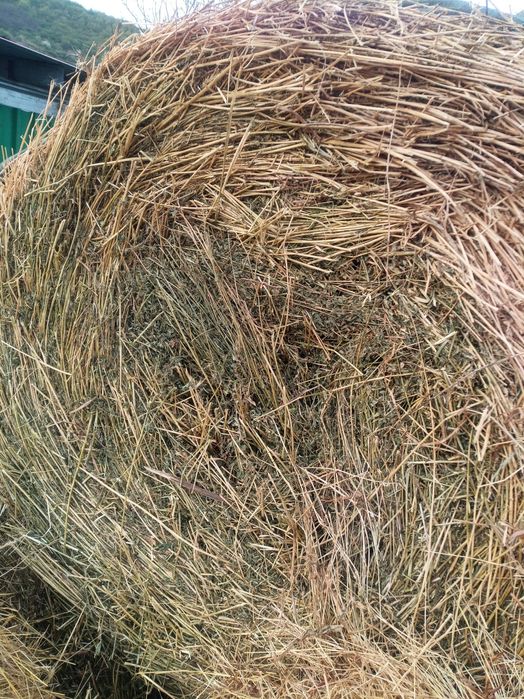 Lucernă asiguram transport