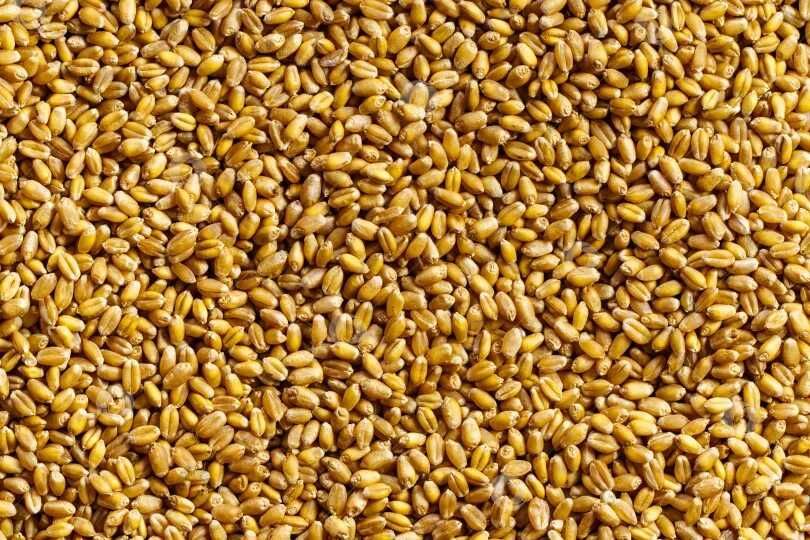 продам пшеницу (зерно)