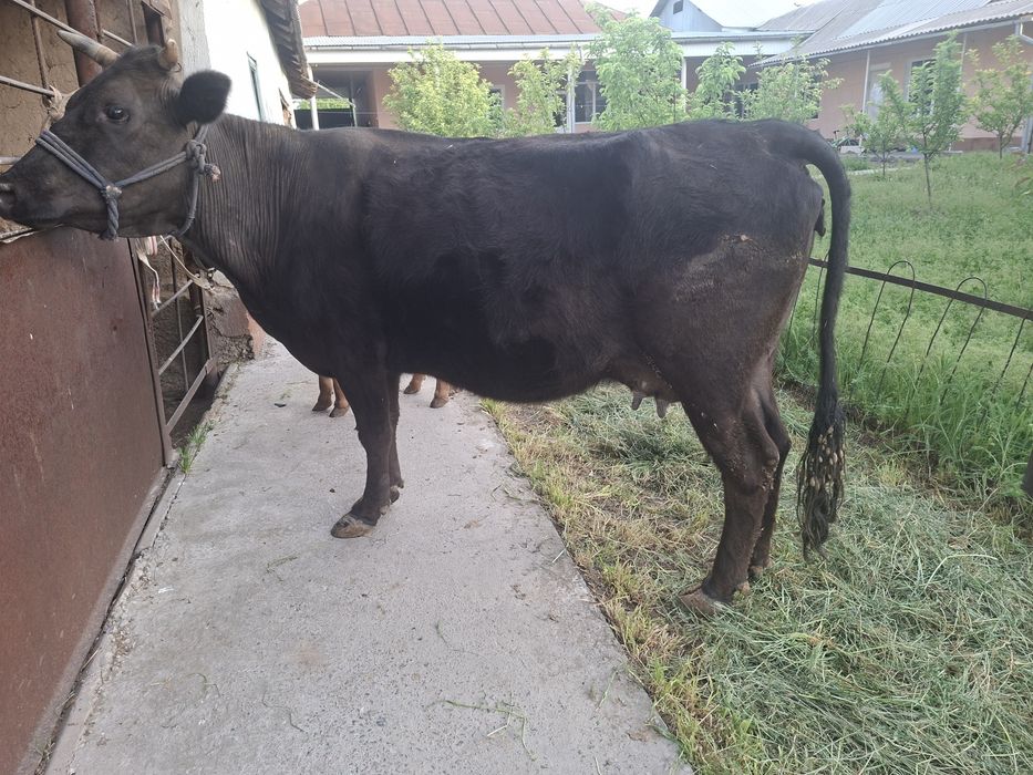 Бұзаулы сиыр сатылады