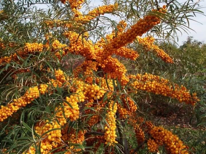 Облепиха (Hippophae)