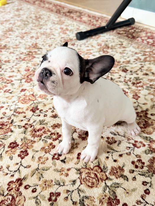 Французский бульдог