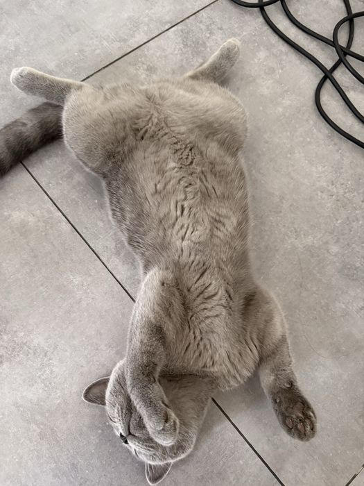 Котенок 6 месяцев