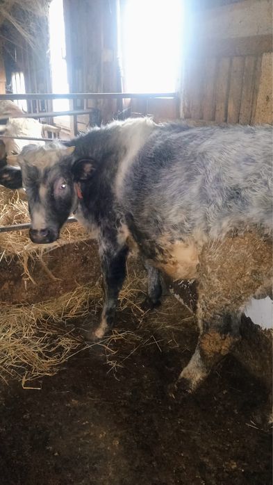 vând taure de belgian