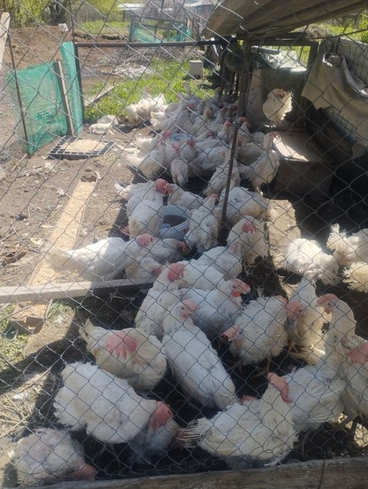Продам кур несушек