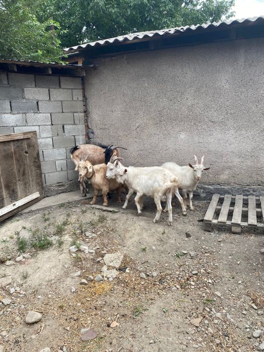 Ешкі, лақтар. Коза, козлята