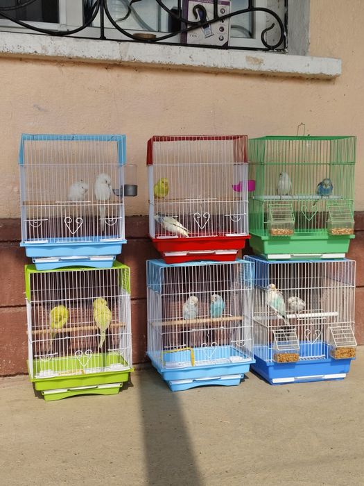 Попугай комплект  волнистый