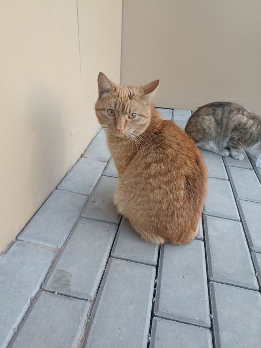 Отдам котов срочно