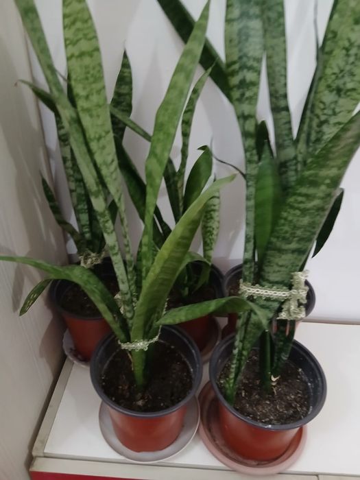 Комнатные цветы  Сансевиерия,замиокулькас