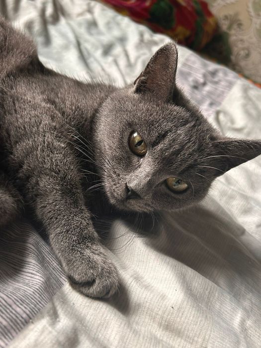 Британский хорошие милые кошки