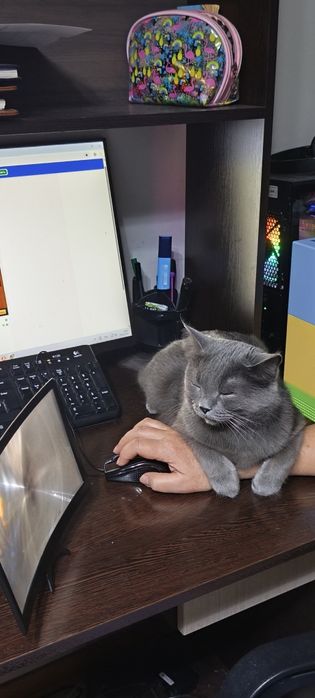 Домашняя животное, кот