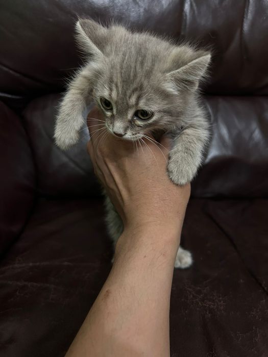 Котенок в поиске дома